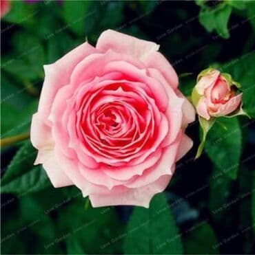 pustinjska ruza sadnice prodaja: Seme ruže
Cena:650din/10 semenki — 8