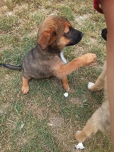 psi labrador: Poklanja se ženka, štene mešanca belgijskog ovčara i zlatnog — 2