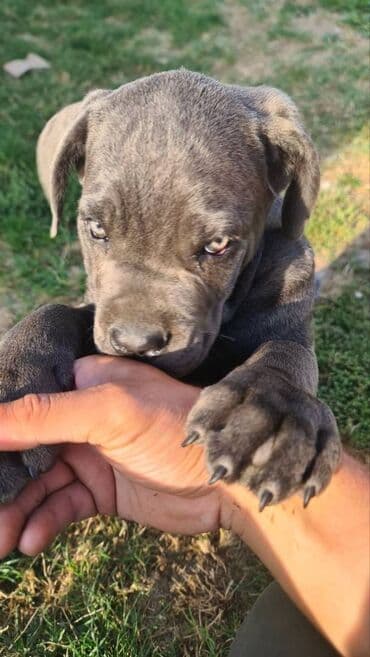 Psi: Prodajemo štence CANE CORSO vhunskog izložbenog kvaliteta sa — 13