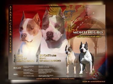 ovcarski psi: Odgajivacnica King of Montenegro predstavlja novo leglo i jedinstvenu — 1