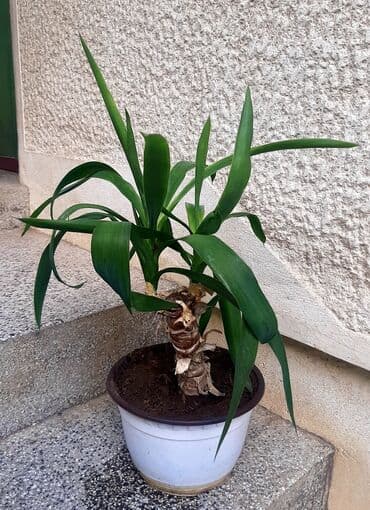 tepisi od memorijske pene: Malo drvo života Visina je od 45cm. Lično Bg ili slanje post — 2