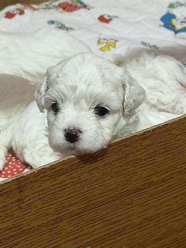 ovcar psi: Bišoni – pahuljasti, kovrdžavi psi sa crnim okicama. Mekana — 6