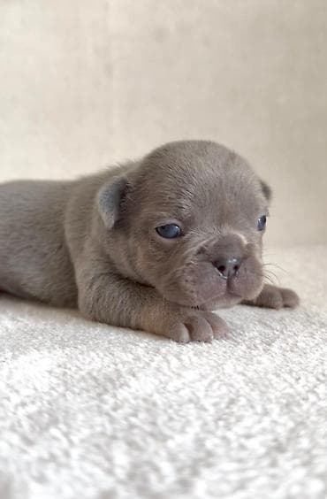 Pets & Animals: Dostupni stenci francuskog buldoga za rezervaciju! Naši štenci — 3