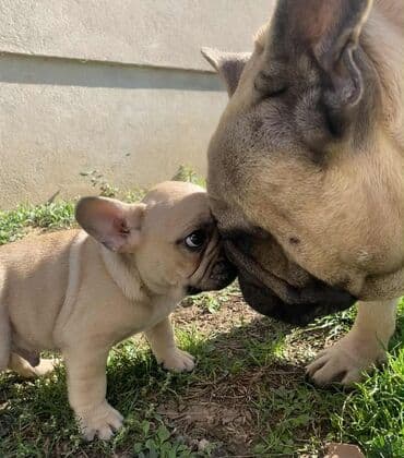 Cats: Francuski buldog, štene fawn boje sa crnom maskom. Detalji: - Rasa — 4