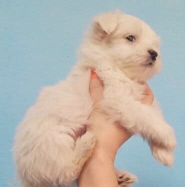 Ptice: Mini maltezer.Belo štene male rase sa dugom, mekanom dlakom. Kratka — 2