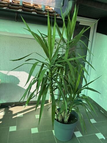 čarobne zvučne priče 2: Dve novogodisnje zvucne knjigice za decu,jedna je 800dinara,knjigici — 23