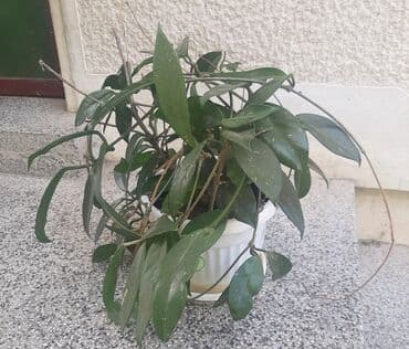 ćup od gline: Cveće Hoya - Isusova suza Hoya illi Isusova suza ili Voštani cvet — 2