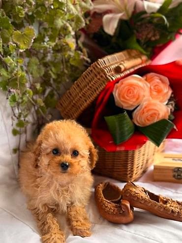 Pets & Animals: U ponudi prelepi štenci toy i patuljaste pudle,od negovanih i zdravih — 8