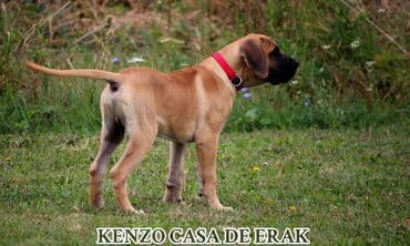 Psi: Štenci Presa Canario, ostenjeni 24.5.2023 godine. Kuba Kira je rođena — 11
