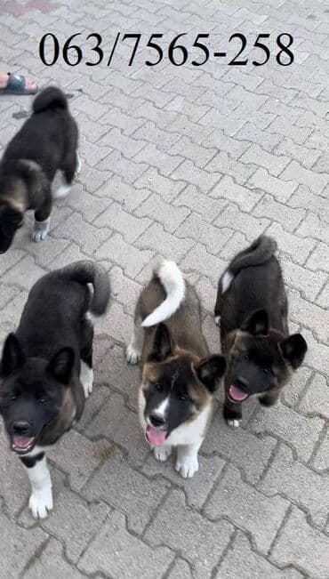 labrador beograd: Američka Akita Na prodaju štenci Američke Akite 3 ženki i 3 — 6
