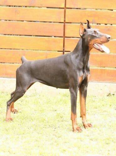 Životinje: DOBERMAN stenci, vrhunskog porekla, sa genetskim testovima roditelja — 12