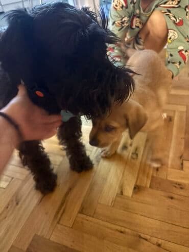 mini psi za stan: Mlado štene mešanca – ženka, kratkodlaka, toplobraon boje sa belim — 6