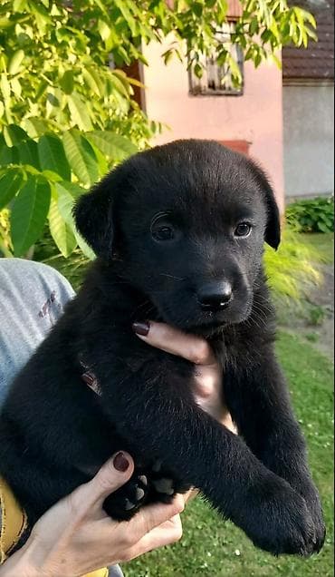 pomeranci psi: Imamo tri muska steneta Labradora, crne boje. Vakcinisani i ocisceni — 3