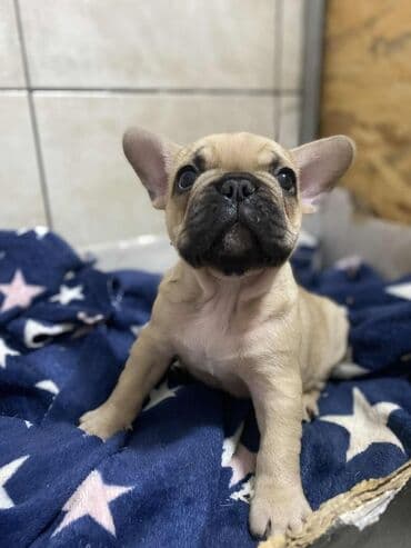 Oprema za kućne ljubimce: Francuski buldog – štene fawn (bež) boje sa crnom maskom. Kratka — 1