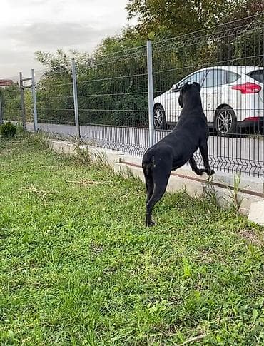 pepco zivotinje: Kane korso – ženka - Snažna, atletska građa, široka glava i izražen — 5