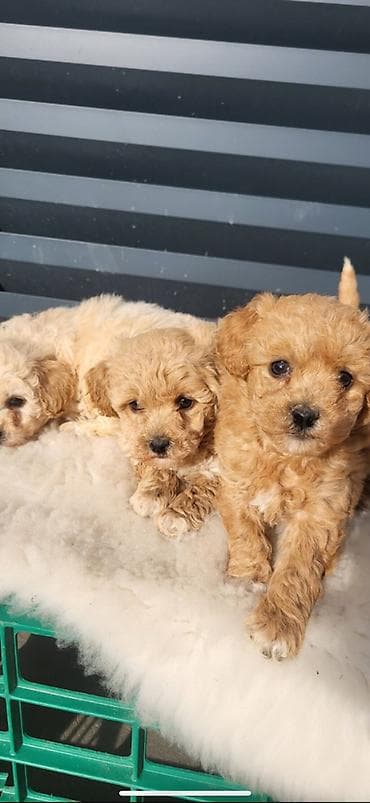 štenci na poklon: Bipoo štenci, oba pola. Majka kovrzavi bison, a otac crvena toj pudla — 4