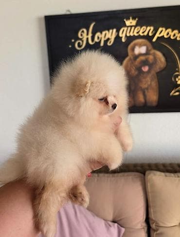 sterilisane macke na poklon: Teddy bear pomeranci, dve sestre, spremne su za preuzimanje. Bogato — 3