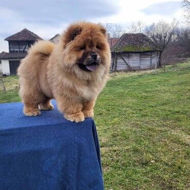 Životinje: Štenci Čau Čau Chow Chow stari četiri meseca dostupni za prodaju — 13