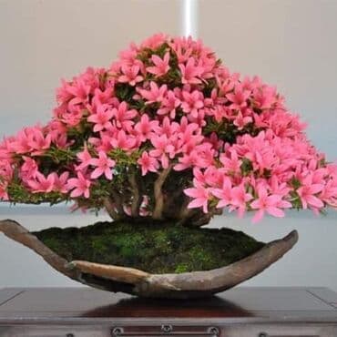 mini motorne testere: Sakura Bonsai mini japanska trešnja seme
Cena: 550din/5 semenki — 6