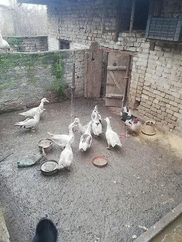 Psi: Muskusne patke – domaći uzgoj - Vrsta: muskusne (barbari) patke - — 1