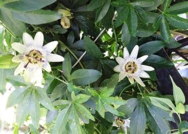 lidl polica za cvece: Cveće Hristov Venac Hristov venac Passiflora caerulea spada u red — 2