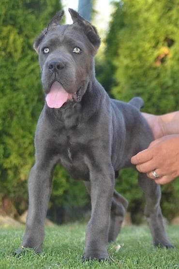 Cane Corso, vrhunski štenci Nasa odgajivačnica Vam nudi štence Kane