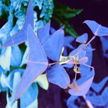 cena sadnice borovnice: Cena:650din/10 semenki — 1