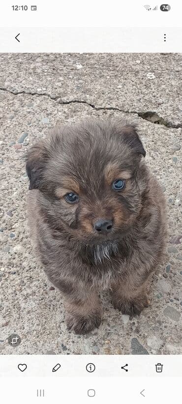 drveni kavezi za ptice: Štenci mešanca – šarmantni mali medvedići - Leglo preslatkih štenaca — 2