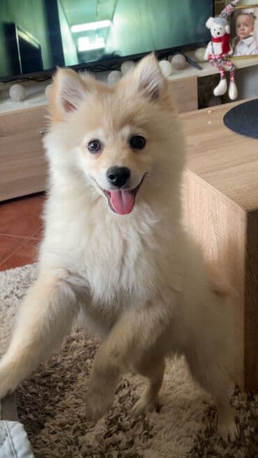 psi na poklon subotica: Zenka nemackog spica na poklon, srednjeg rasta. Stara 3 i po meseca — 4