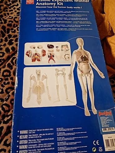 pistolj na gel kuglice: Vidljiva trudnica – Anatomy Kit (model ljudskog tela) - Edukativni 3D — 2