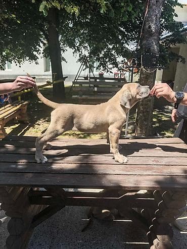 seat pets: Odgajivačnica Cane Corso Magnum Imperium nudi na prodaju prelepe — 3