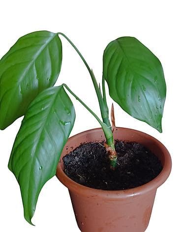 kucno cvece: Sobna biljka u saksiji prečnika 17cm – zelena tropska lisna vrsta — 2