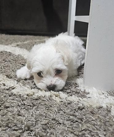 Psi: Na prodaju preslatki mini maltezeri.4 muzjaka i dve zenkice. Rodjeni — 2