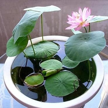 mastermax trimer na kolicima: 05. Seme Lotosa Cena:950din/5 semenki Za kućni Lotus potrebna vam je — 9