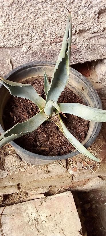 trake za spavanje: Sobne i ukrasne biljke u saksijama – više vrsta - Syngonium — 4