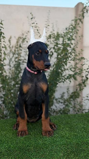 labrador na poklon: Doberman ženka Dark Imperium doberman kennel Oštenjena 27.05 — 2