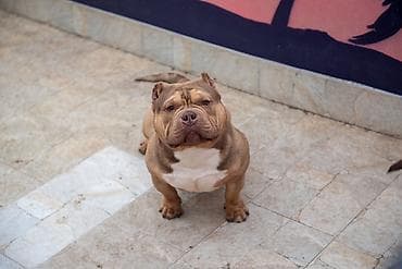 Mačke: Vrhunski mužjak egzotičnog bulija slobodan za parenje. Kineske krvne — 5