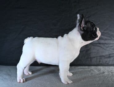 haski stene: Francuski buldog – štene - Rasa: francuski buldog - Pol: muško — 2