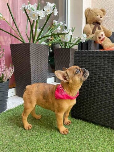 francuski buldog plavi cena: Odgajivacnica "Happy Puppies" ima u ponudi prelepe stence francuski — 6