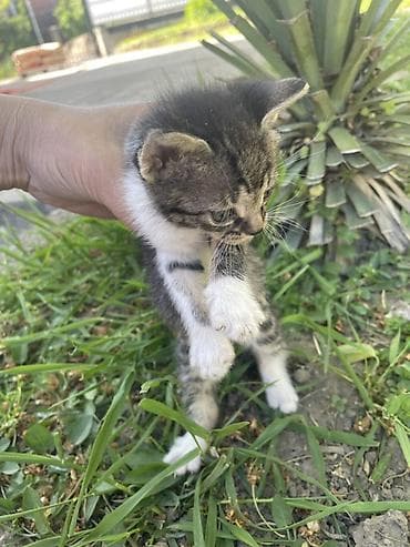 britanska kratkodlaka mačka poklanjam: Poklanjam mačiće 2 zenke ( belo-zelene ) i jednog muzjaka zelen — 5