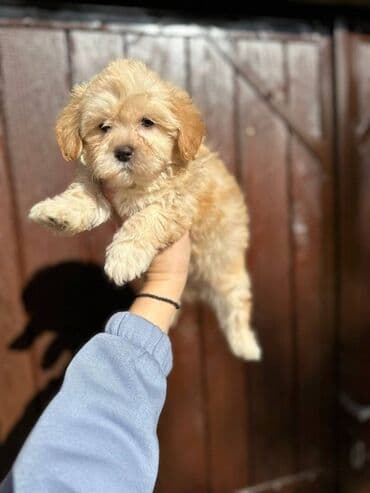 mali pufnasti psi: Maltipoo vrhunske genetike u registrovanoj odgaivacnici Bahu Djokovic — 5