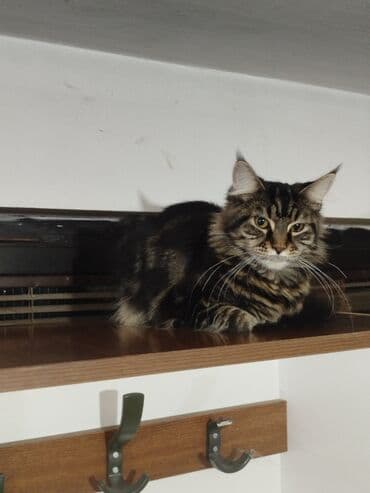 jeftina hrana za pse: Maine Coon mačka – prelepa tigrasta (brown tabby) ženka sa izrazitim — 4