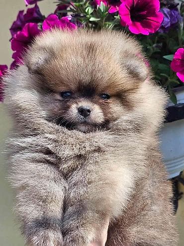 chow chow psi: Pomeranac Boo. Stenci pomeranca vrhunskog porekla, kratkih — 2