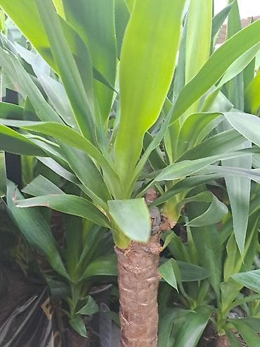 decija soba za decake: Chlorophytum sa prve slike je 500, sa druge je 300, sa trece je 1000 — 8