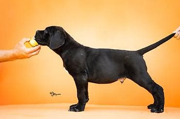 veliki crni psi: Sa zadovoljstvom predstavljamo novo leglo Cane Corso štenaca iz — 2