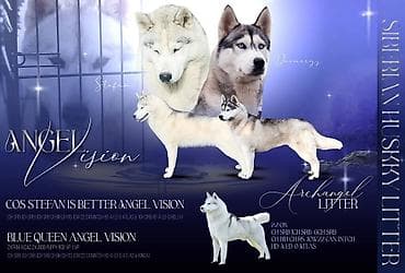 psi na prodaju bosna i hercegovina: Sibirski haski štenci – leglo Archangel, odgajivačnica Angel Vision — 2