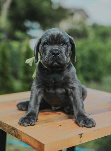 psi koji trazi tartufe: Postanite vlasnik jednog od naših vrhunskih Cane Corso štenaca — 3