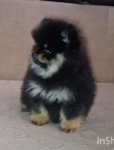 njuškalo psi štenci: Pomeranac muzjak,black and tan boje. Ociscen od unutrašnjih parazita — 4