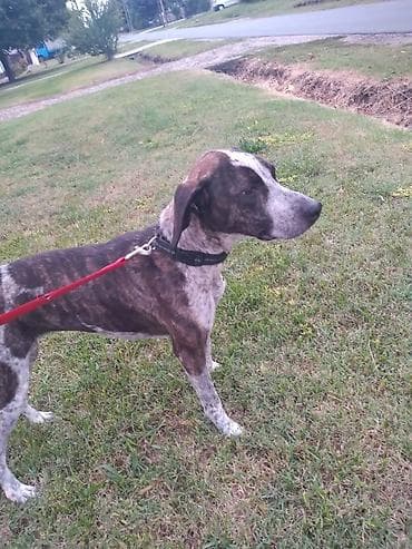 Poklanjam lepu kucu Sterilisana enka, oko 5.5 godina stara, jako