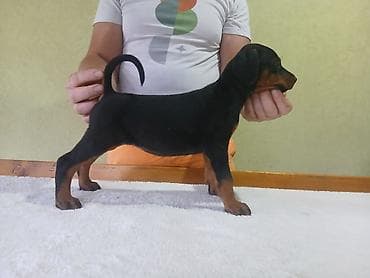 kovrdzavi psi: Vrhunski Doberman štenci 6 nedelja stari, vakcinisani i redovno — 3